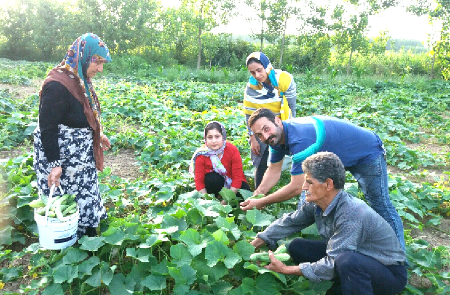 افزایش 10 درصدی محصول خیار