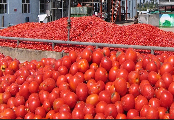 خرید گوجه برای حمایت از کشاورزان