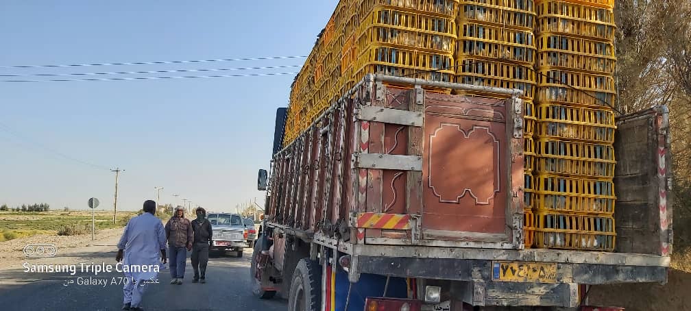 صادرات اولین محموله مرغ زنده سیستان و بلوچستان به افغانستان