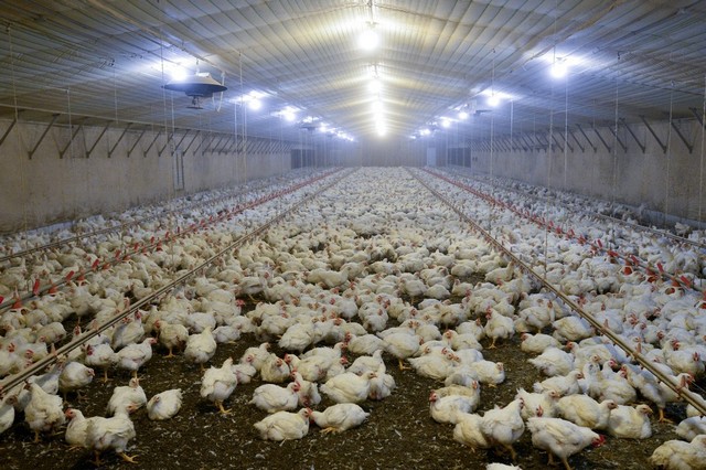 تولید ۸۳۰۰ تن گوشت مرغ در مرغداری‌های خراسان جنوبی