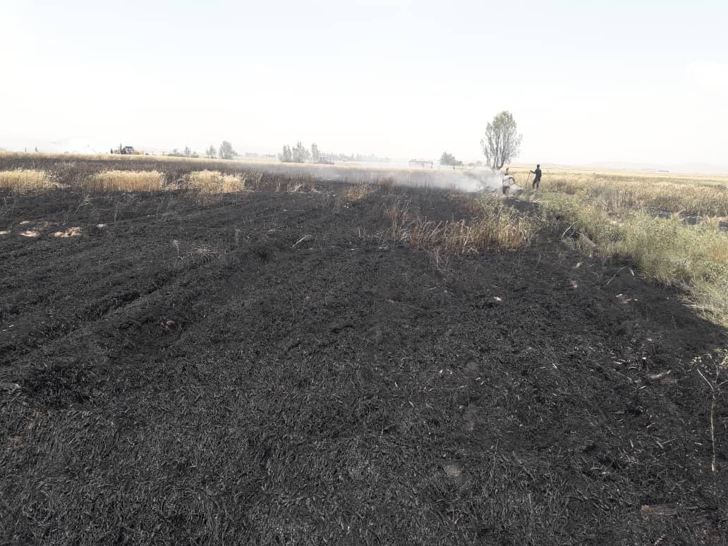 آتش سوزی در مزارع گندم شهرستان ممسنی
