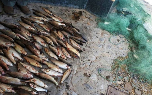 ممنوعیت صید ماهی در دریاچه زاینده رود