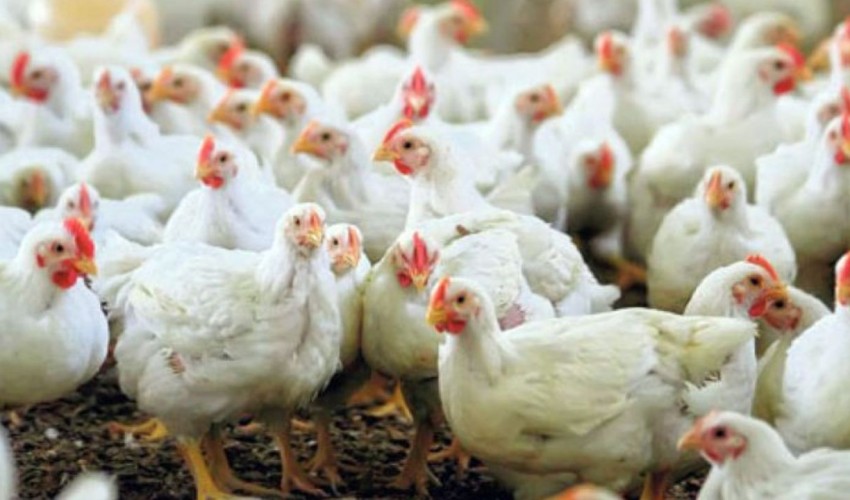 افتتاح واحد صنعتی پرورش مرغ تخم‌گذار در رامهرمز