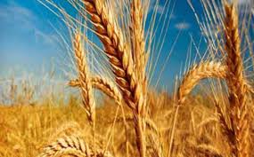 خریداری بیش از یک میلیون تن گندم از کشاورزان خوزستانی