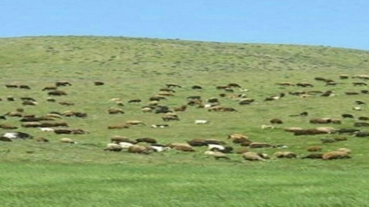 هشدار دادستان به دامداران تعلیف غیر مجاز