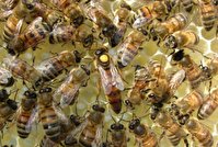 تولید بیش از ۱۳ هزار فروند زنبورعسل در ساری