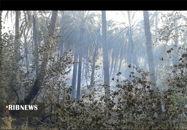 آتش سوزی در جنگل کوش کلجک بخش جبالبارز جنوبی عنبرآباد