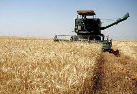 پیش بینی تولید ۳۰۰ هزار تن گندم در مرودشت