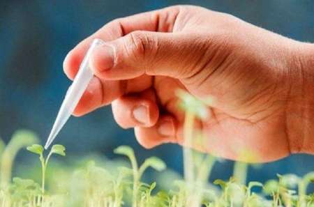 فراخوان بومی‌سازی دانش فنی تولید بذر