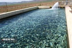 رهاسازی ۱۲ هزار قطعه بچه ماهی گرمابی در همدان