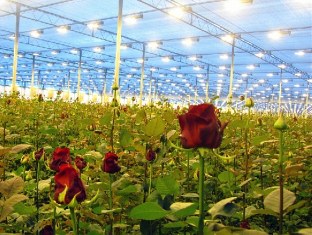تولید بیش از ۲ میلیون گل و گیاه در جویبار