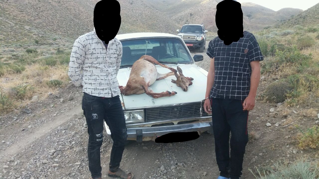 دستگیری 2 شکارچی میش در زاوه