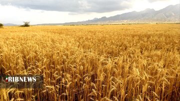 پیش ‌بینی تولید بیش از ۶۳۰ هزار تُن گندم در آذربایجانغربی