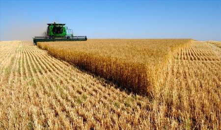 خوزستان رتبه نخست تولید گندم در کشور