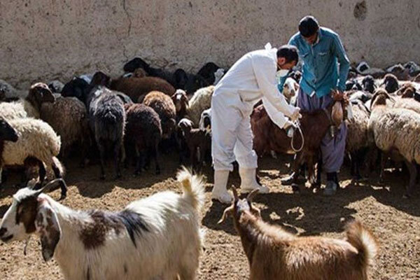 واکسیناسیون بیش از ۳ میلیون رأس دام در استان کرمانشاه