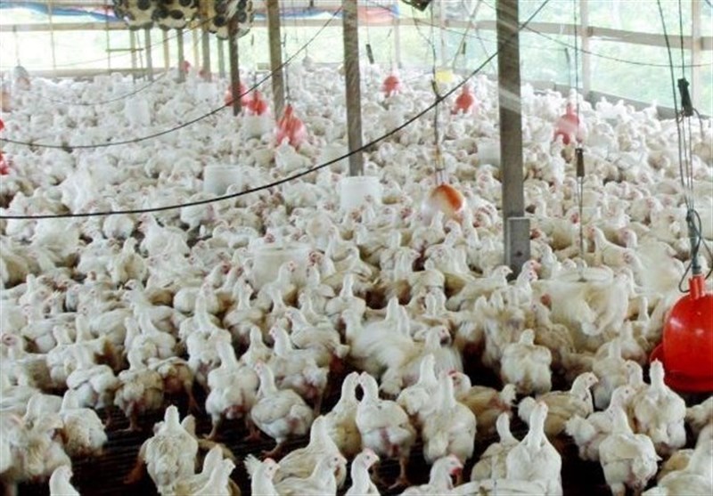 تولید ۳۶۰ تن گوشت مرغ در گچساران