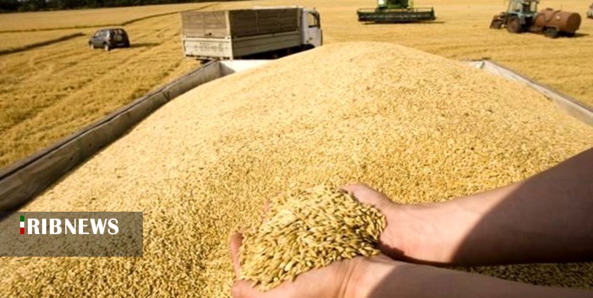 خرید تضمینی 38 هزار تن گندم از کشاورزان