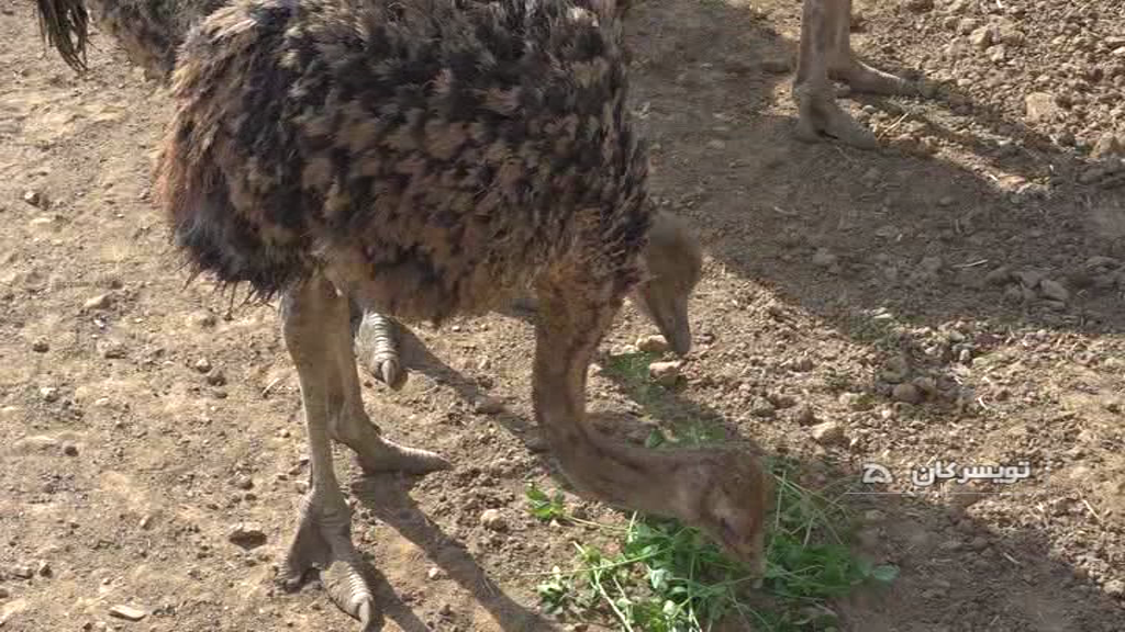 پرورش شتر مرغ راهی برای ایجاد اشتغال در تویسرکان