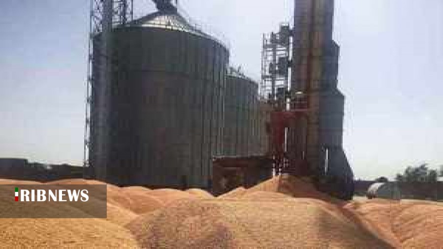 پرداخت بهای گندم خریداری شده به کشاورزان