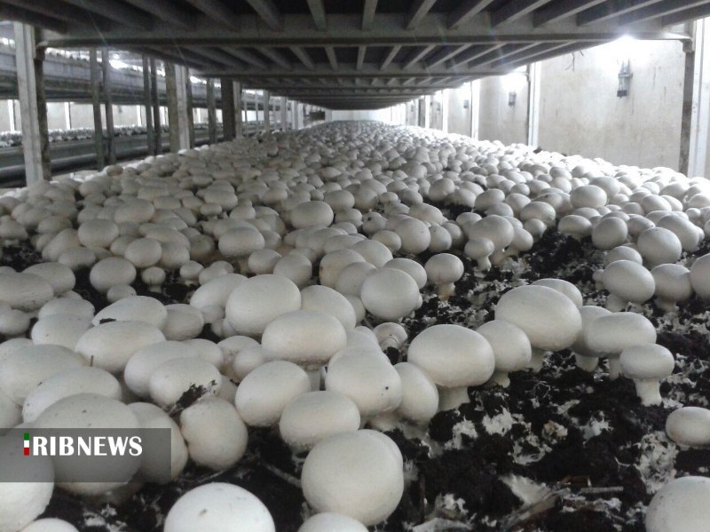 تولید سالانه چهار هزار و 300 تن قارچ در استان