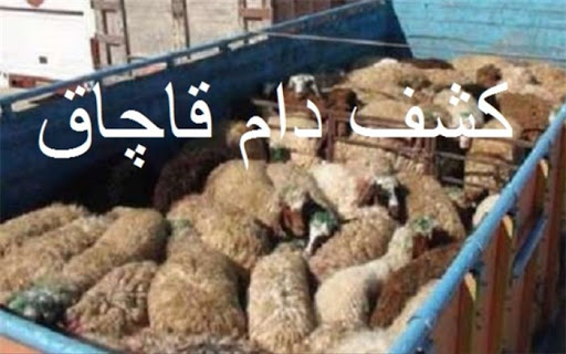 دام و طیور قاچاق به مقصد نرسیدند