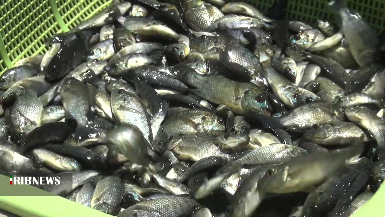 توزیع ۸ هزار قطعه ماهی تیلاپیا در شهرستان سربیشه