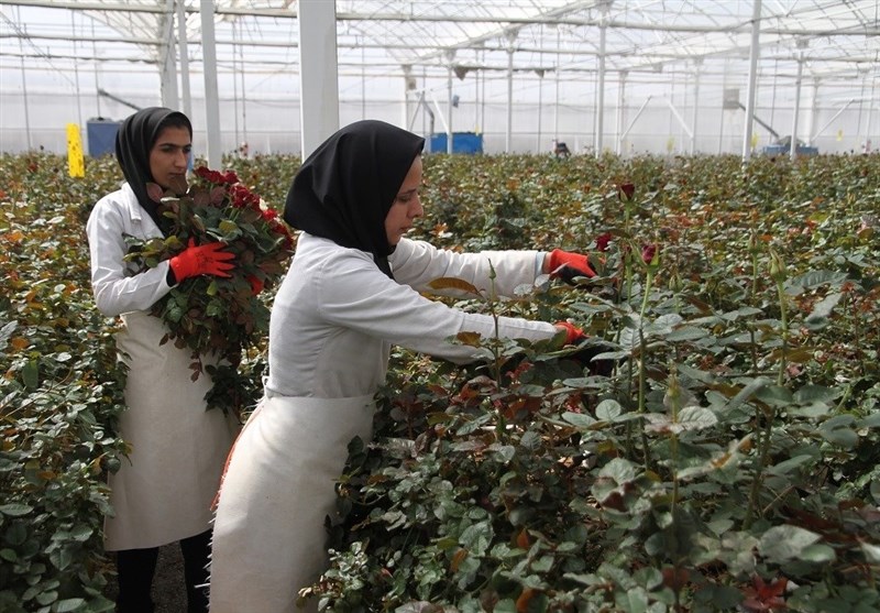 تولید بیش از ۲۴ میلیون شاخه گل رز توسط بانوان استان