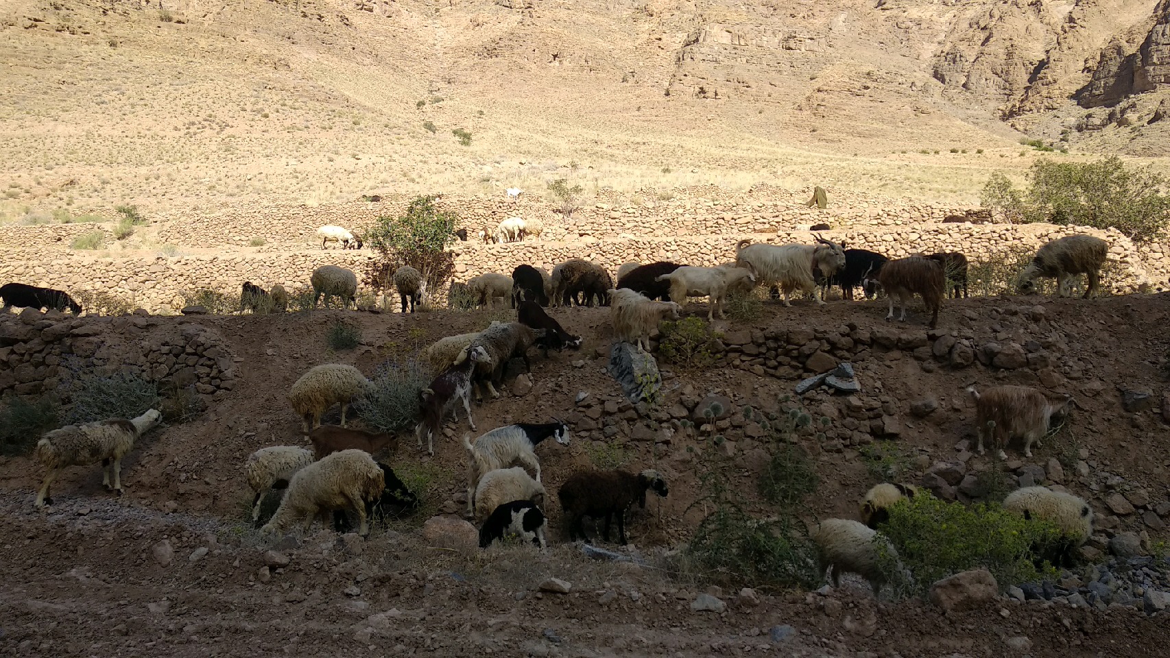 حمله گرگ ها‌ی گرسنه به گوسفندان