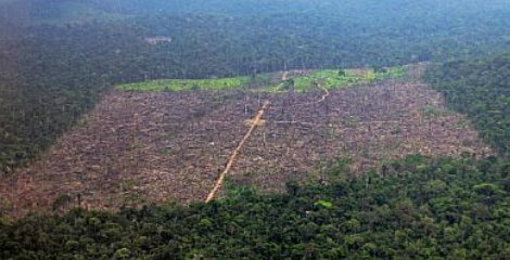 جنگل زدایی آمازون در برزیل ۲۵ درصد افزایش یافت
