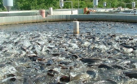 تولید ۵۰۳ تن ماهی در شاهرود
