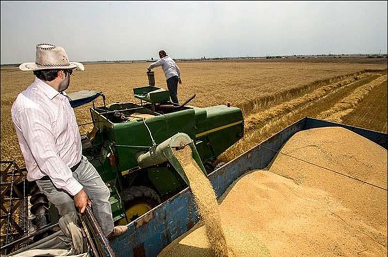 برداشت 168 هزار تن گندم از مزارع استان تا کنون