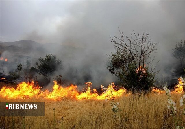 آتش سوزی در 207 هکتار از مراتع و جنگل های استان