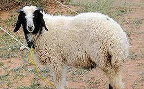 اعتراض گوسفندان علیه شترمرغ‌ها