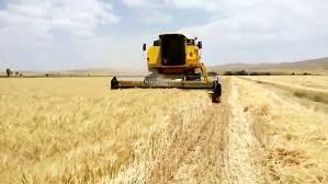 خرید 920 تن گندم بذری از کشاورزان گرمساری