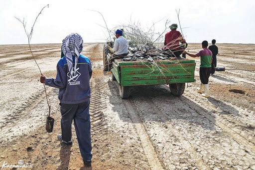 نهالکاری ۵۰۰ هکتار از اراضی استان برای مقابله با گرد و خاک