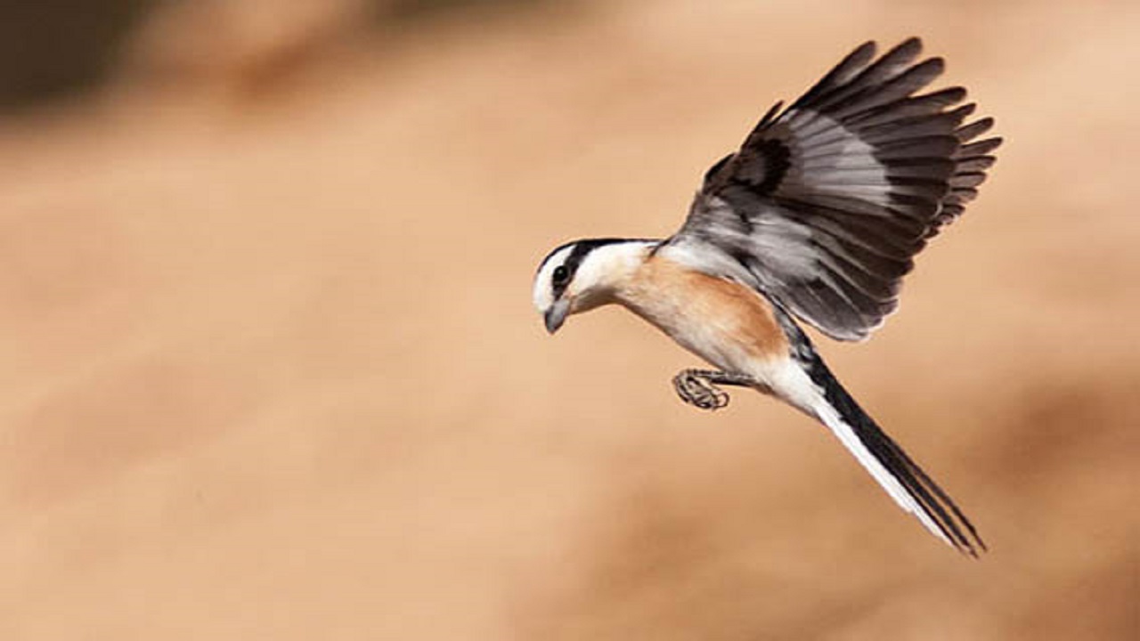 ثبت ۳۰ گونه پرنده جدید در چهارمحال و بختیاری