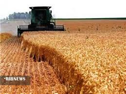پیش بینی تولید بیش از ۱۷ هزار تن گندم در اشنویه