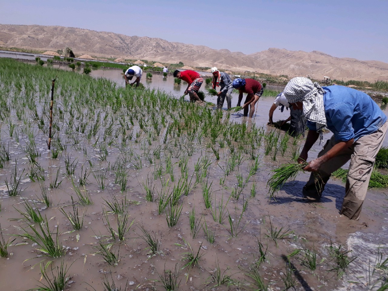 کشت برنج در ۱۵۰هکتار از مزارع سرفاریاب