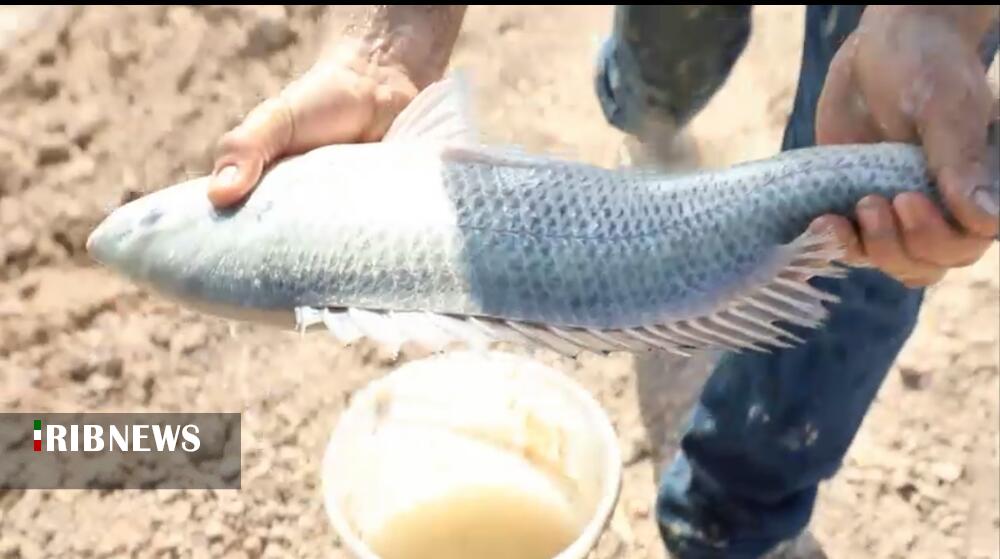 پرورش ماهی سبیطی برای نخستین بار در کشور