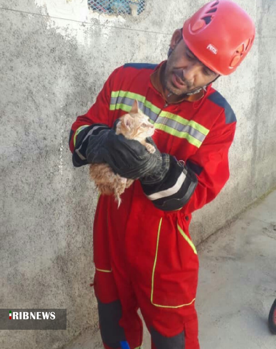 نجات بچه گربه گرفتار در ناودان منزل مسکونی در دیشموک
