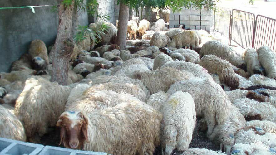 کشف ۲۳ رأس گوسفند قاچاق از اتوبوس در بم