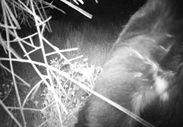 ثبت رکورد حضور خرس سیاه آسیایی در ریگان