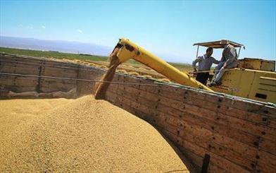 خرید تضمینی 7 هزار تن گندم از کشاورزان