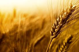 پیش بینی خرید بیش از۶۰۰ هزار تن گندم در خراسان رضوی