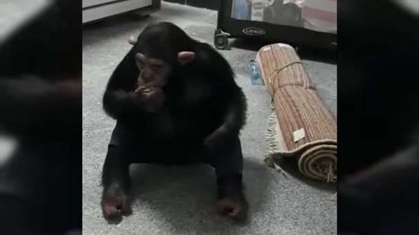 بازگشت باران، شامپانزه معروف به مجموعه ارم