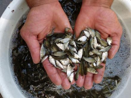 رهاسازی بچه ماهی در استخر‌های قیروکارزین