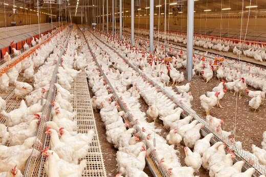 قیمت مصوب مرغ مورد تایید تولید کنندگان نیست