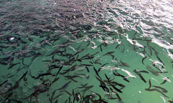 رهاسازی ۵۰۰ هزار بچه ماهی در دریاچه مخزنی مارون