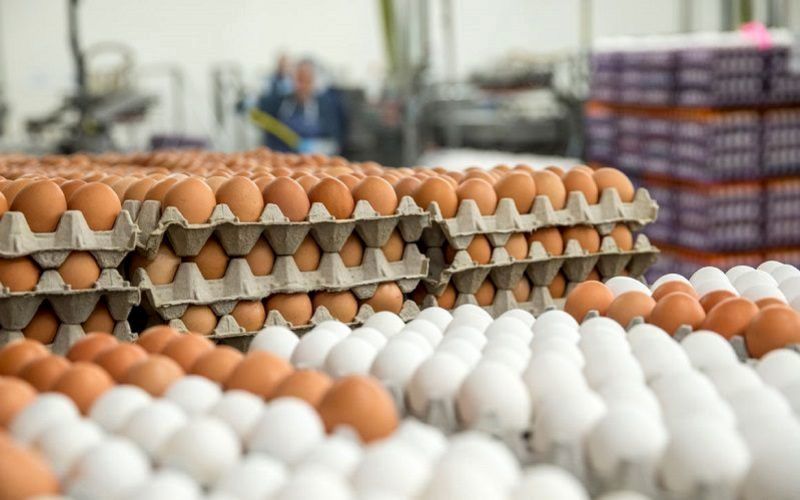 قیمت هر شانه تخم مرغ، ۲۰ هزار تومان