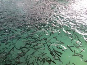 رهاسازی بیش از 77 هزار قطعه بچه ماهی در استخرهای تایباد